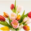 tulips white background