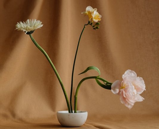 brown backdrop three flowers styled artistically